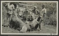 One morning's trophies - shot by George Eastman - Gurumetti Plains, African Safari