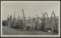 Captive Grevey's zebras at Rattry's Camp Isiola, African Safari