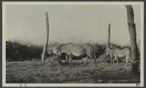 Captive Grevey's zebras at Rattry's Camp Isiola, African Safari