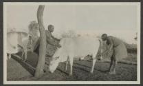 Natives milking cows, African Safari
