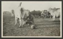 Natives milking cows, African Safari