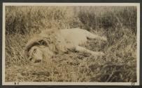 Dead lion, African Safari
