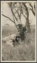 Audley Stewart's eland, African Safari