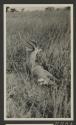 George Eastman's Gerenuk, African Safari