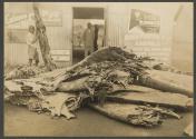 Stack of Hides, African Safari