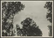 Two Airplanes, African Safari