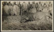 Lumbwa with speared buffalo - Gurumetti Plains, African Safari