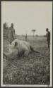 George Eastman's rhinoceros - Gurumetti Plains, African Safari