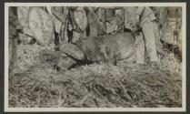 Lumbwa with speared buffalo - Gurumetti Plains, African Safari