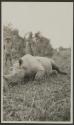 George Eastman's rhino, African Safari