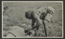 Saasita skinning George Eastman's rhino, African Safari