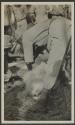Saasita skinnin George Eastman's lion, African Safari