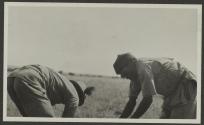 Saasita skinning George Eastman's lion, African Safari