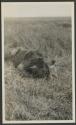 Dead lion, African Safari