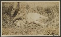 Dead lion, African Safari