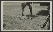 Young cheetah at Seronea Camp, African Safari