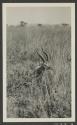 Gerenuk, African Safari
