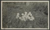 Ostrich nest - 24 eggs, Serongetti Plains, African Safari