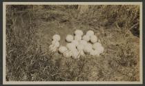 Ostrich nest - 24 eggs, Serongetti Plains, African Safari