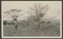 Thorn Trees in front of Bailey Camp, African Safari