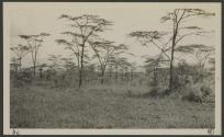 Kind of country we got lion in, African Safari