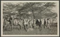 Lion brought to camp, African Safari