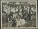 Audley Stewart's picture of lion, African Safari