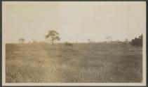 Reedbuck - Gurumetti Plains, African Safari