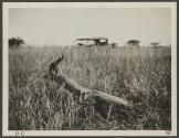 Gerenuk - shot by George Eastman, African Safari