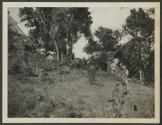 Scene at Lake Paradise, African Safari