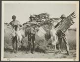 Greater bustards shot by George Eastman near Camp Isiola, African Safari