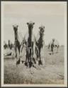 Camels at Lasamis, African Safari