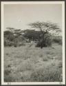 Camp at Isiola, African Safari