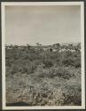 Native cattle near Lasamis, African Safari