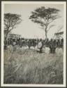 Lumbwa spearsmen with speared buffalo - Guermetti, African Safari