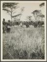 Lumbwa spearsmen with speared buffalo - Guermetti, African Safari