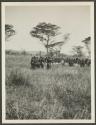 Lumbwa around dead buffalo, Gurumetti Plains, African Safari