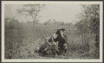 Eland - shot by Osa Johnson, African Safari