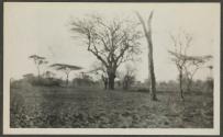 Trees, African Safari