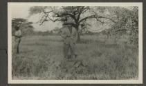 Dan Pomeroy's Lion, African Safari