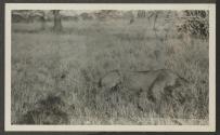 Dan Pomeroy's Lion, African Safari