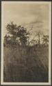 Trees, African Safari