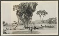 Native cattle at water-hole, Kamaturi, African Safari