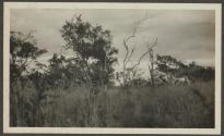 Landscape, African Safari