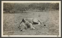 Dan Pomeroy's lion near Archer's Post, African Safari