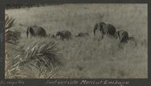 Just Outside Meru at Embayo, African Safari
