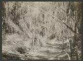 Path through brush, African Safari