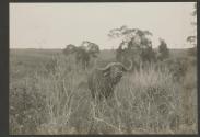 Water Buffalo, African Safari