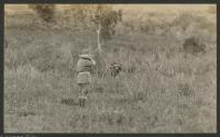 Shooting water buffalo, African Safari
