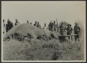George Eastman and hunting party beside dead elephant, African Safari